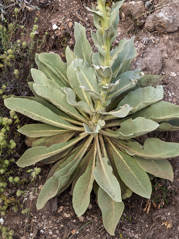 Verbascum giganteum giganteum.02