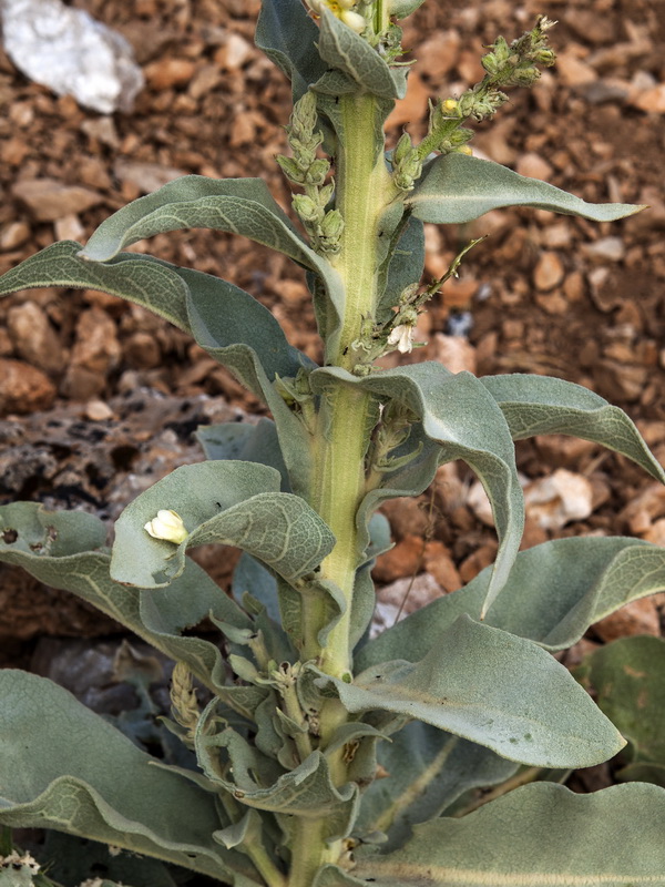 Verbascum giganteum giganteum.03