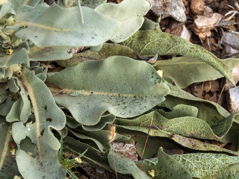 Verbascum giganteum giganteum.04