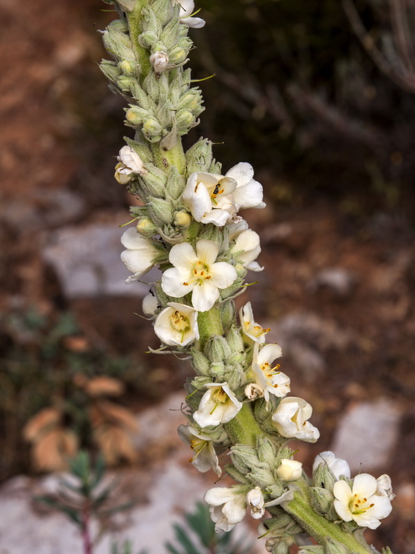 Verbascum giganteum giganteum.05