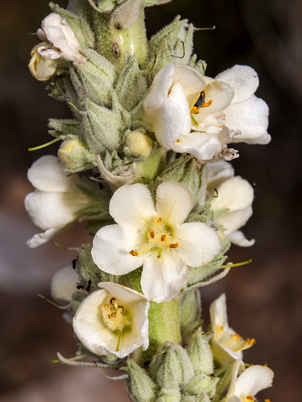 Verbascum giganteum giganteum.06