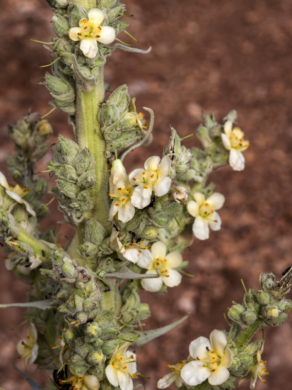 Verbascum giganteum giganteum.07