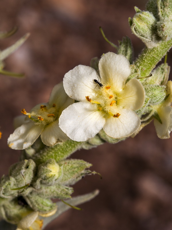 Verbascum giganteum giganteum.08