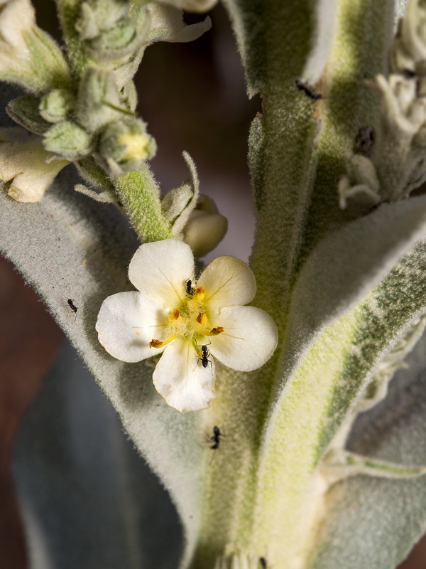 Verbascum giganteum giganteum.10