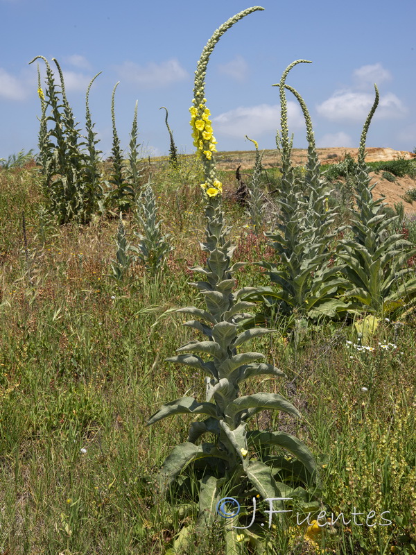 Verbascum giganteum martinezii.01