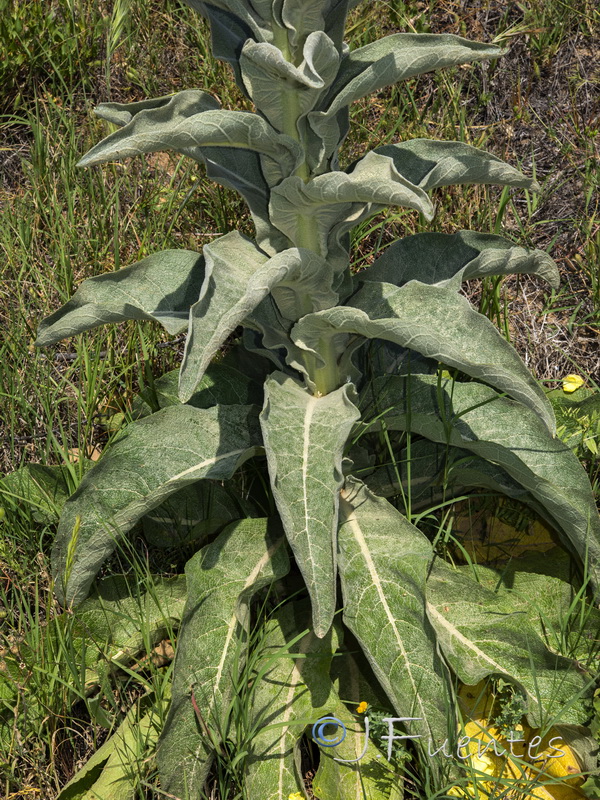 Verbascum giganteum martinezii.02