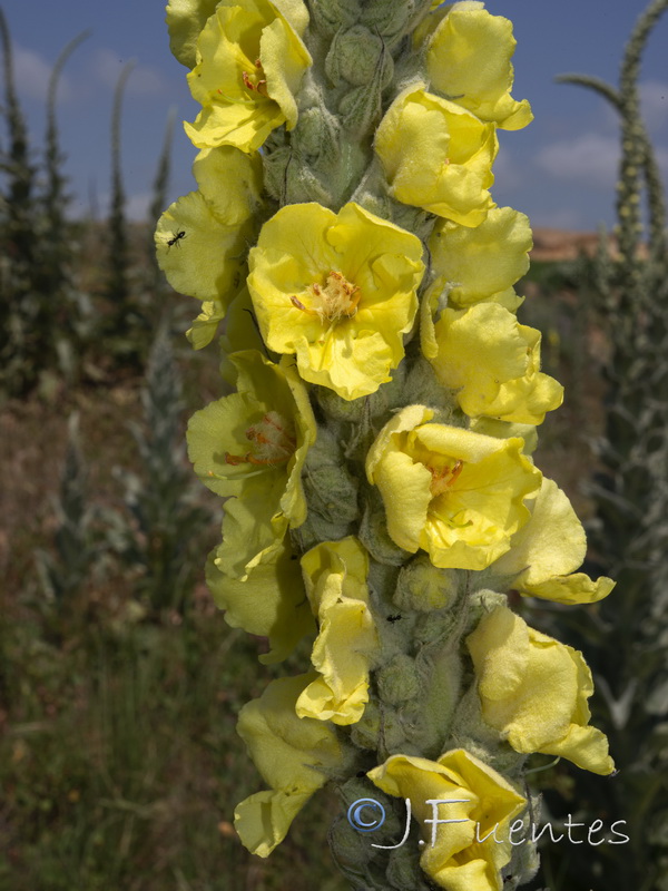 Verbascum giganteum martinezii.03