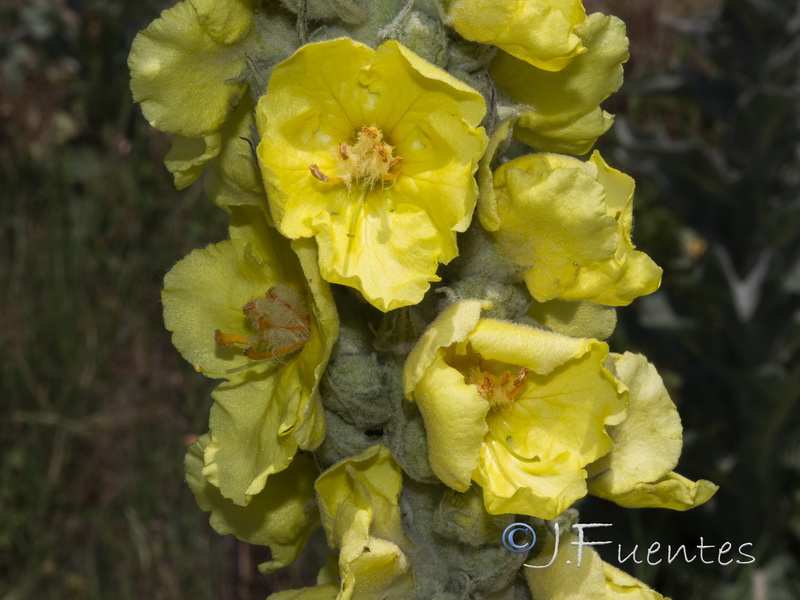 Verbascum giganteum martinezii.04