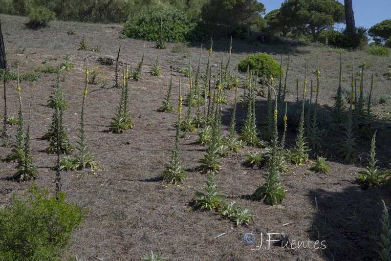 Verbascum giganteum martinezii.05