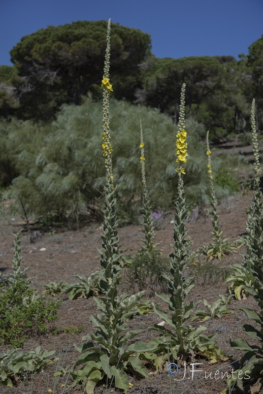 Verbascum giganteum martinezii.07