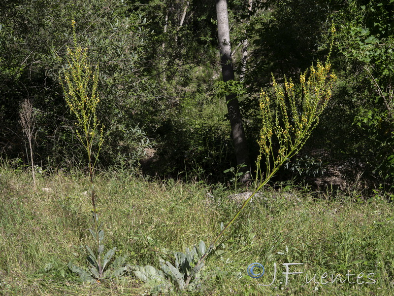 Verbascum hervieri.09