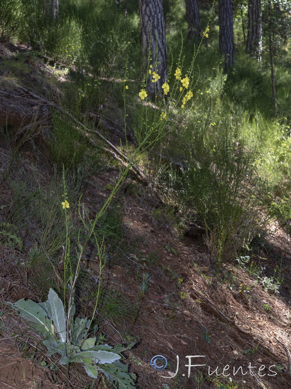 Verbascum hervieri.10