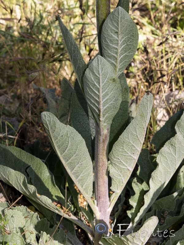 Verbascum hervieri.16