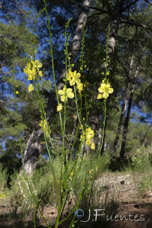 Verbascum hervieri.18