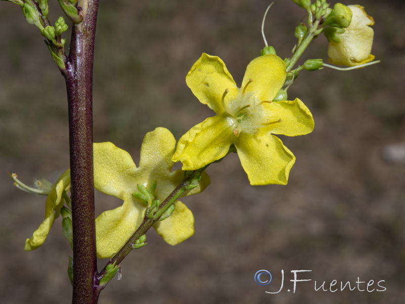 Verbascum hervieri.22