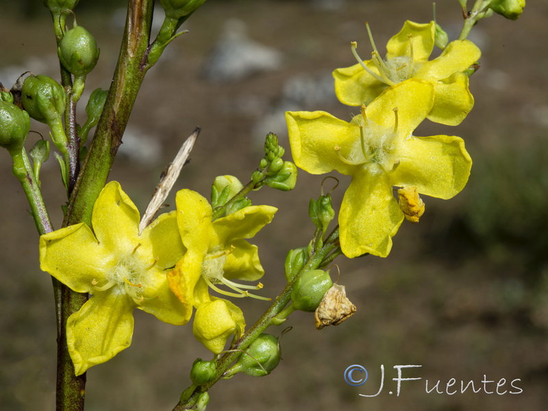 Verbascum hervieri.23