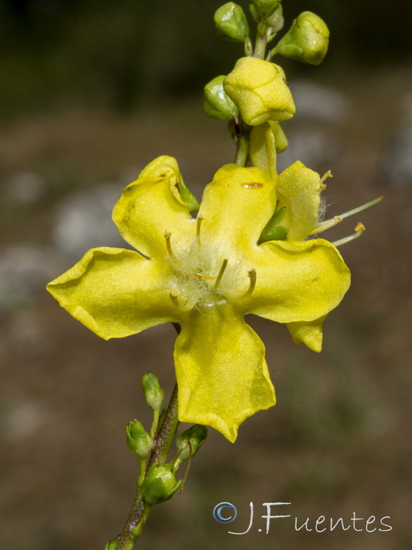 Verbascum hervieri.24