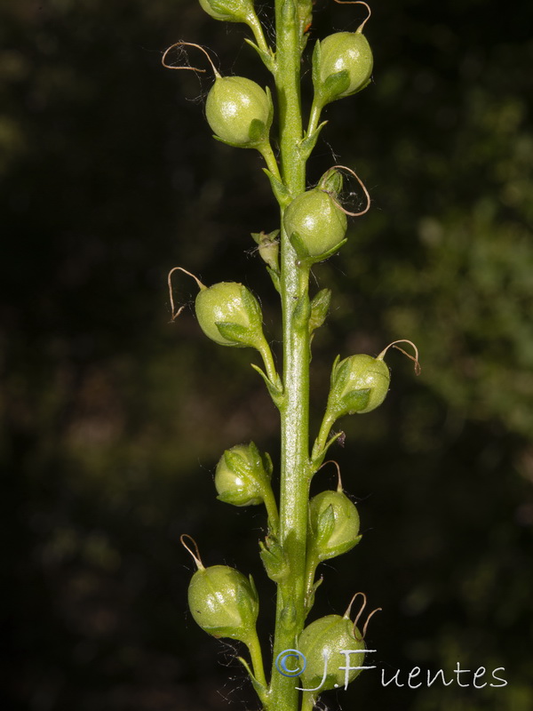 Verbascum hervieri.25