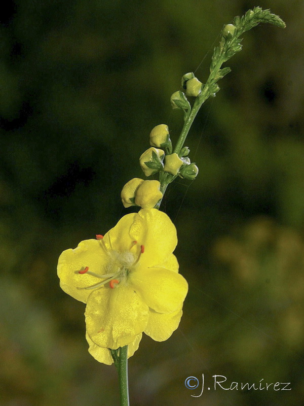 Verbascum hervieri.30