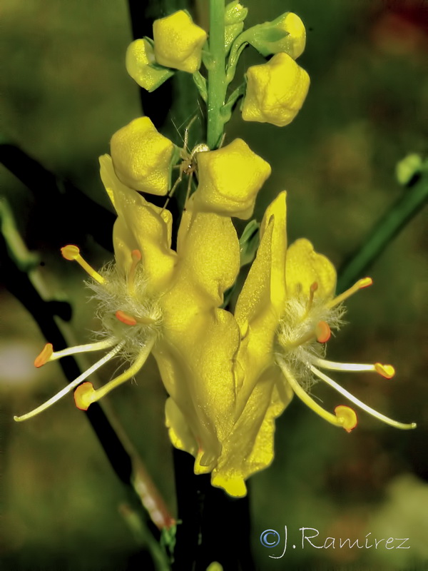 Verbascum hervieri.31