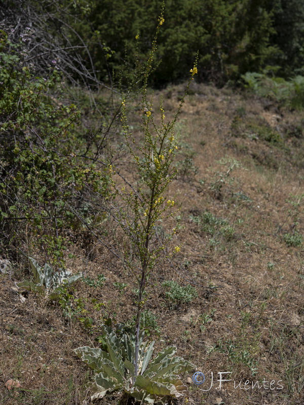 Verbascum hervieri.32
