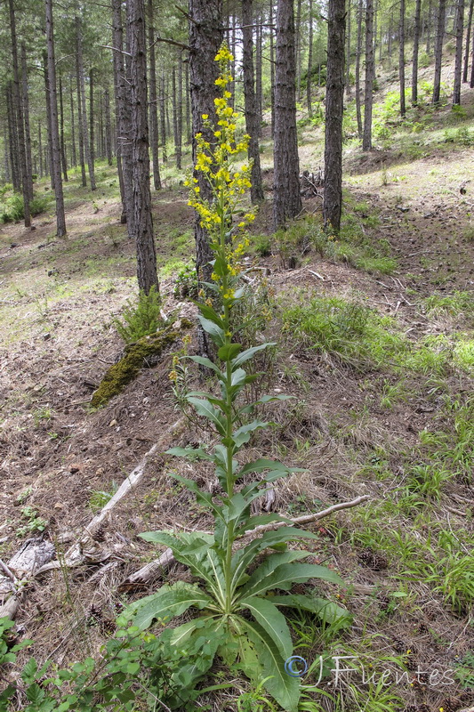 Verbascum lychnitis.01