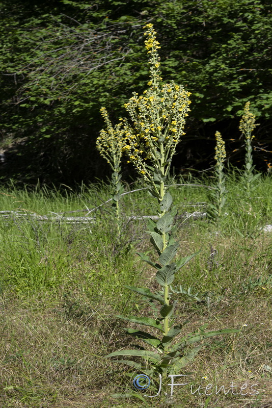 Verbascum lychnitisi.04