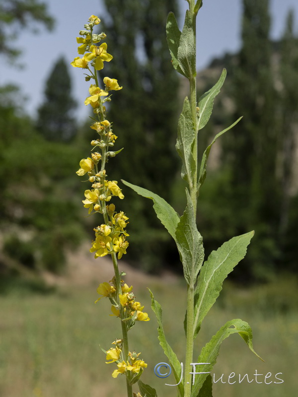 Verbascum lychnitisi.05