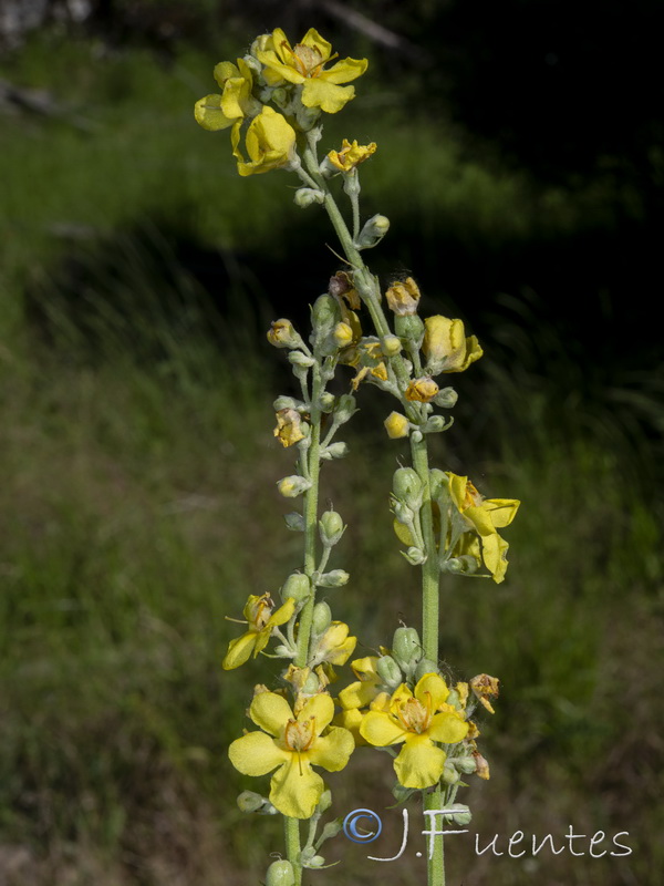 Verbascum lychnitis.02