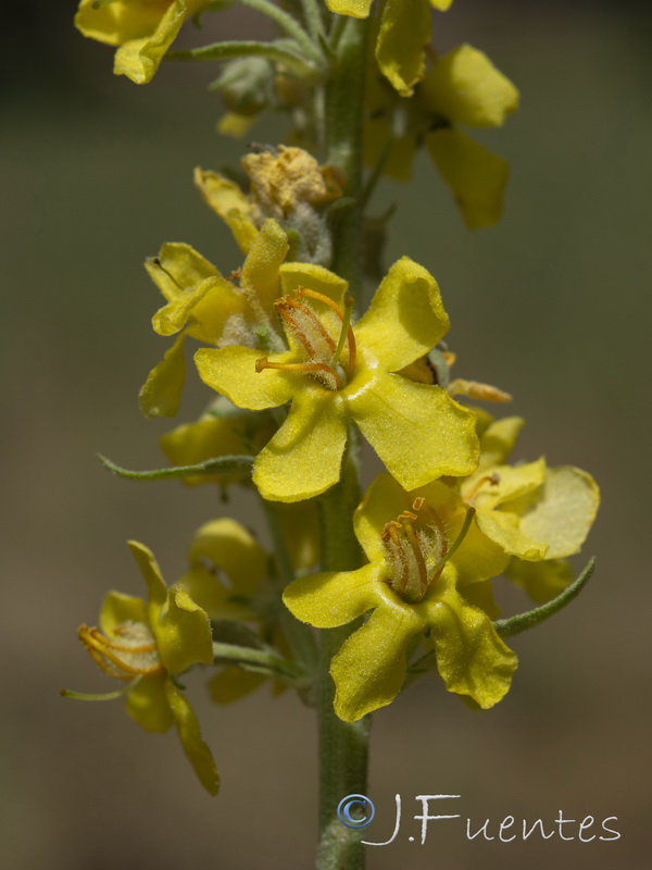 Verbascum lychnitis.03