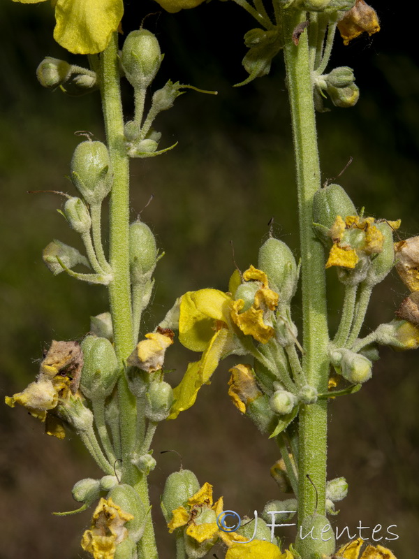 Verbascum lychnitisi.08