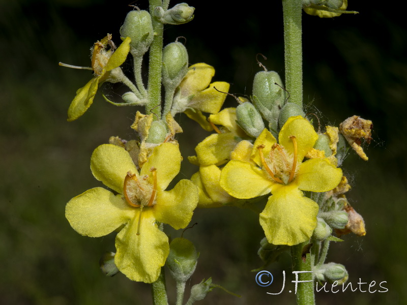 Verbascum lychnitisi.09