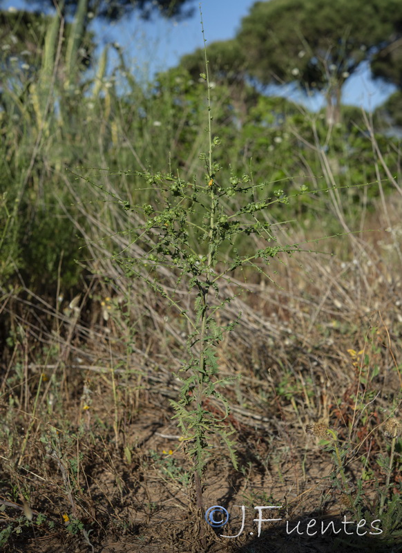 Verbascum masguindalii.01