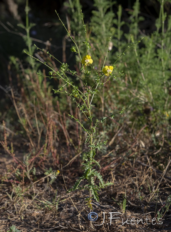Verbascum masguindalii.02