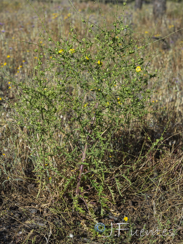 Verbascum masguindalii.03