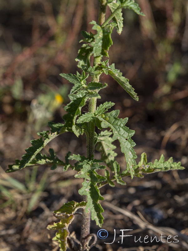 Verbascum masguindalii.05