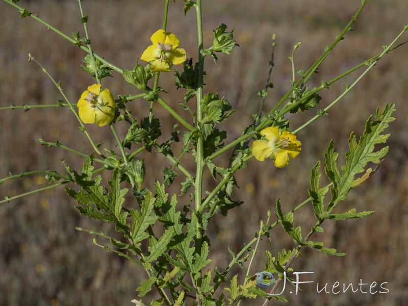 Verbascum masguindalii.06