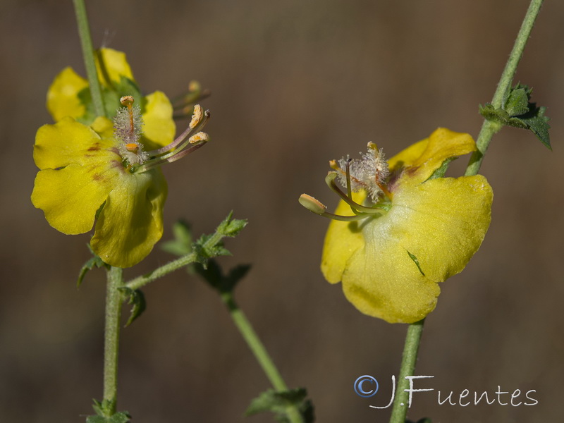 Verbascum masguindalii.09