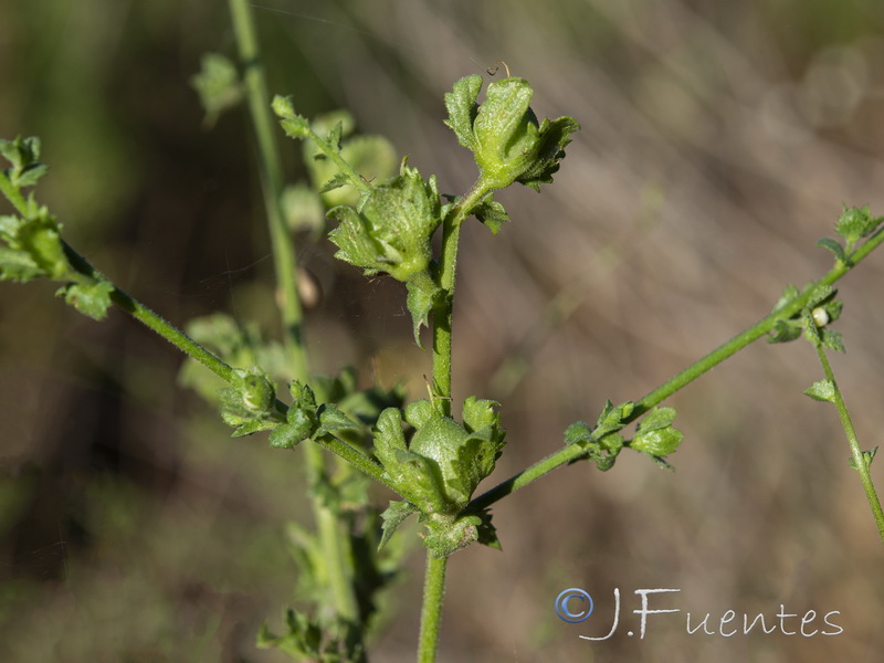 Verbascum masguindalii.10