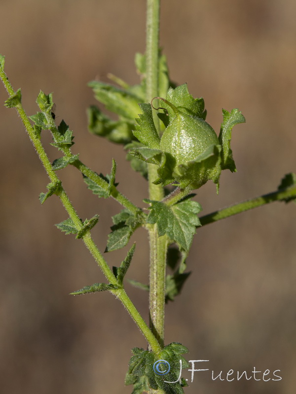 Verbascum masguindalii.12