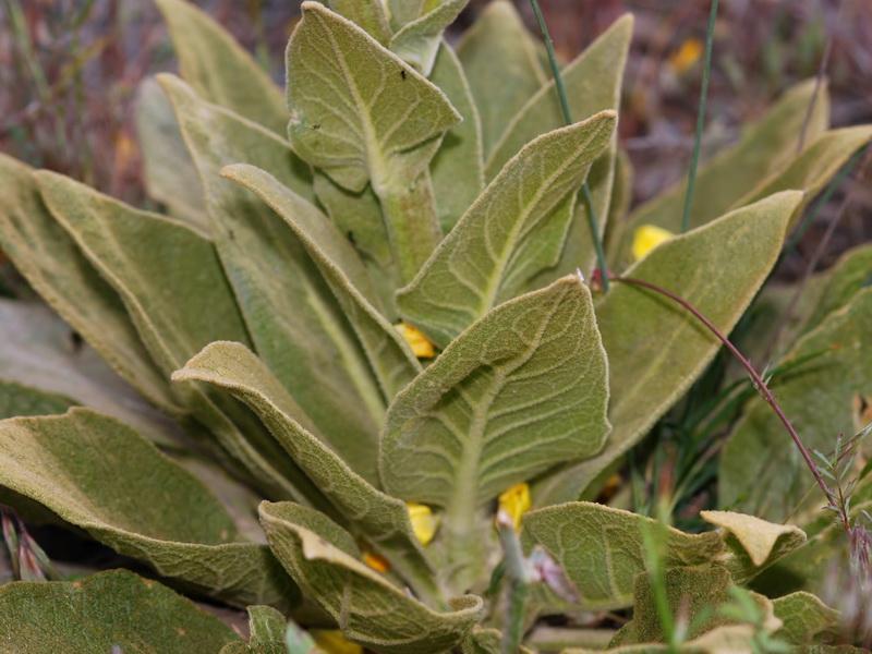 Verbascum nevadense.05