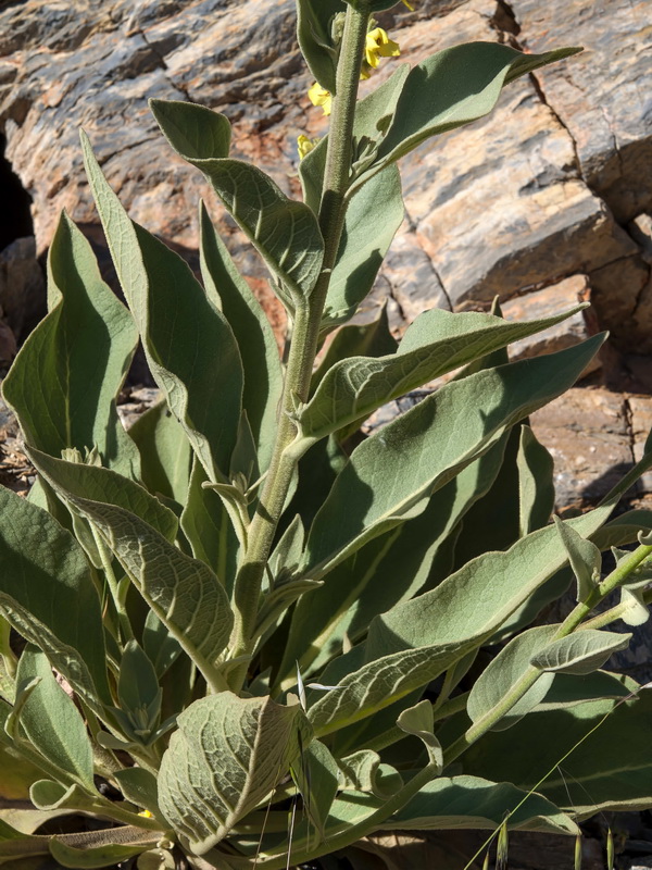 Verbascum nevadense.06