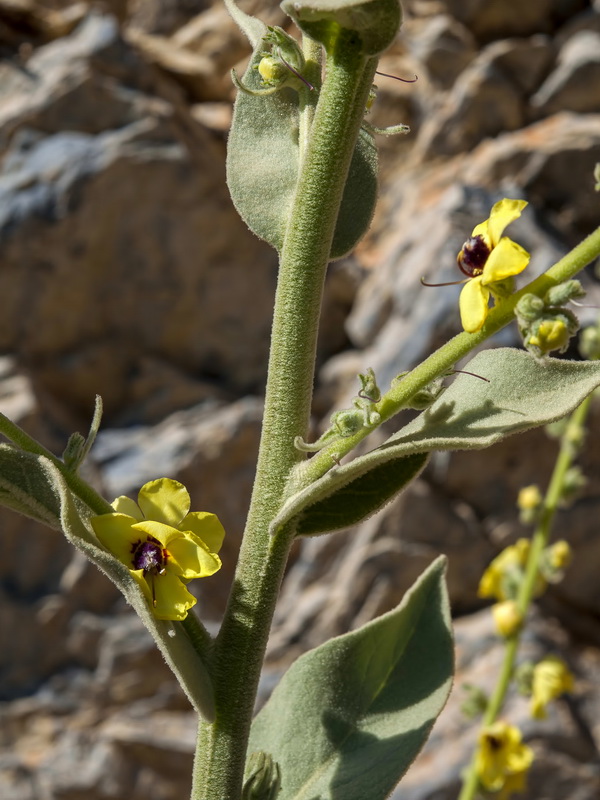 Verbascum nevadense.08