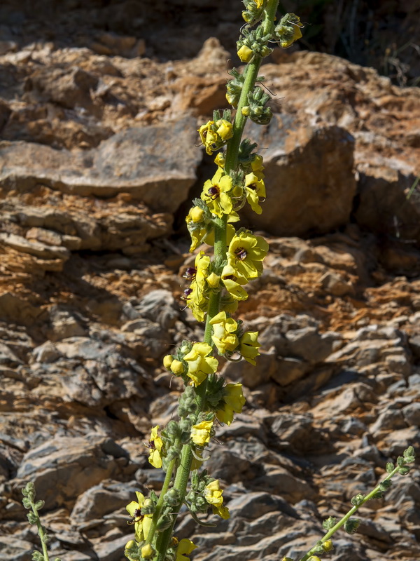 Verbascum nevadense.11