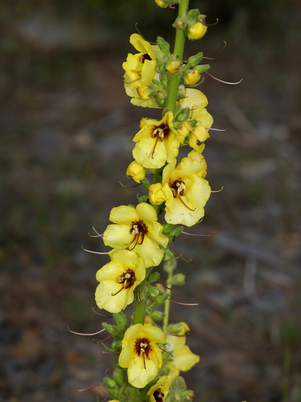 Verbascum nevadense.12