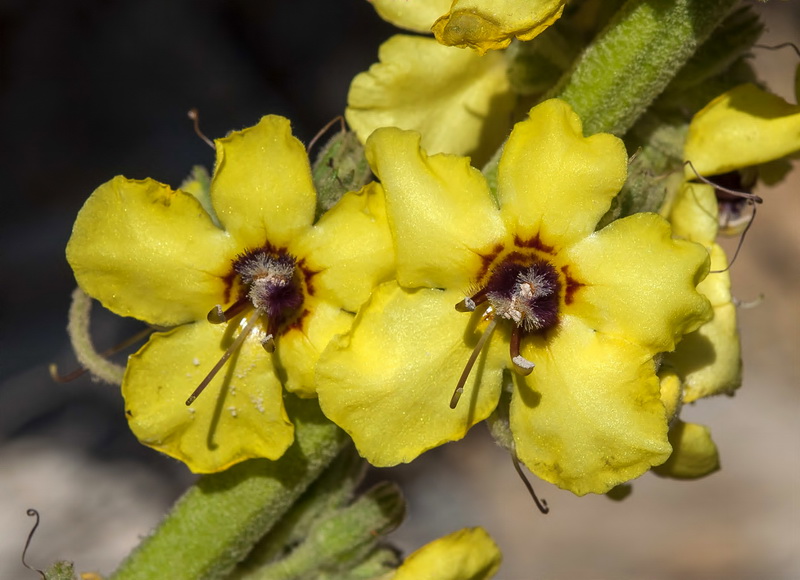 Verbascum nevadense.17