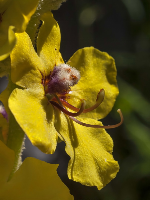 Verbascum nevadense.19