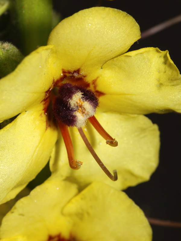 Verbascum nevadense.23