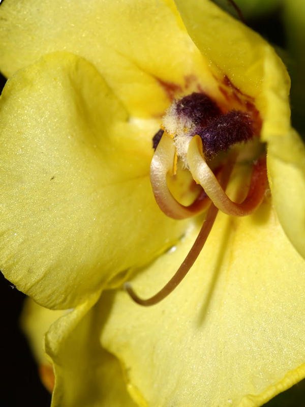 Verbascum nevadense.24