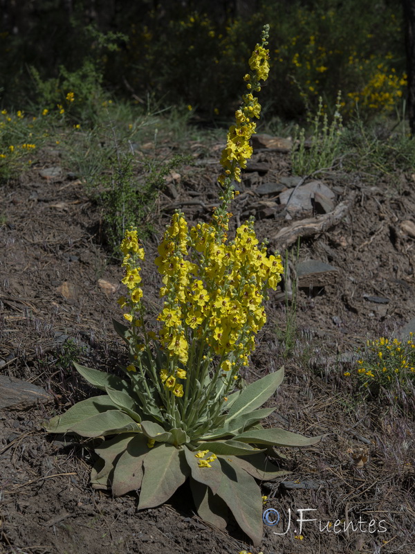 Verbascum nevadense.32